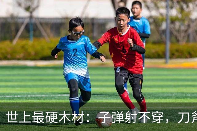 世上最硬木材：子弹射不穿，刀斧劈不烂，却被我国大量收购
