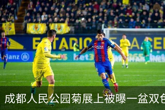 成都人民公园菊展上被曝一盆双色菊花丢失